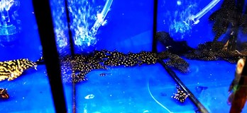 Burza rybiček - Prodejní trhy akvarijních ryb