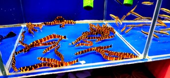 Burza rybiček - Prodejní trhy akvarijních ryb