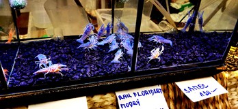 Burza rybiček - Prodejní trhy akvarijních ryb