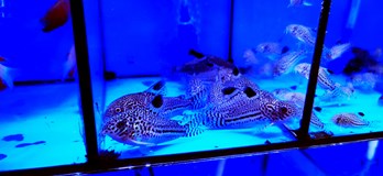 Burza rybiček - Prodejní trhy akvarijních ryb