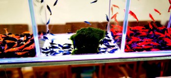 Burza rybiček - Prodejní trhy akvarijních ryb