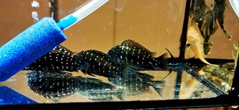 Burza rybiček - Prodejní trhy akvarijních ryb