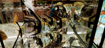 Burza rybiček - Prodejní trhy akvarijních ryb