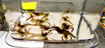 Burza rybiček - Prodejní trhy akvarijních ryb