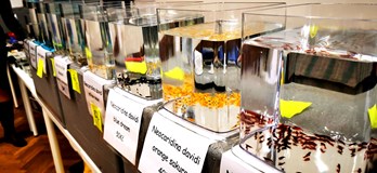 Burza rybiček - Prodejní trhy akvarijních ryb