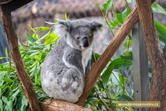 Východní pobřeží Austrálie