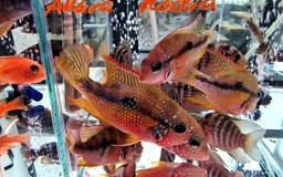 Burza rybiček - Prodejní trhy akvarijních ryb