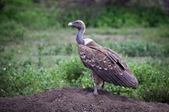 Tanzánie - safari, trek a etnika