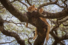 Tanzánie - safari, trek a etnika