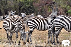 Od horských goril až na střechu Afriky