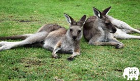 Austrálie – malý kontinent plný velkých překvapení