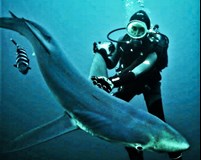 Daniela Koteková: SHARK TALE - "Mýty a příběhy o žralocích"