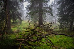 Jeseníky - království horské divočiny