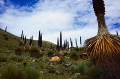 Z Amazonie k Aljašce a přes Guatemalu do Mexika / Milan B.