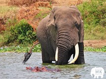 Uganda a Tanzanie – ráj zvířat