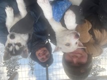 HUSKY FARMA NA KONCI SVĚTA