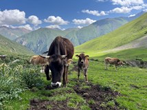 Kyrgyzstán a Uzbekistán - dvě perly Hedvábné stezky