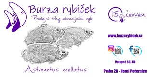 Burza rybiček - Praha Horní Počernice 2024
