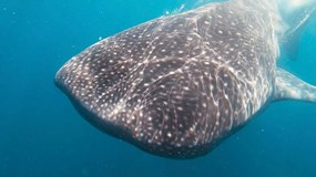 Měsíc na Yucatánu