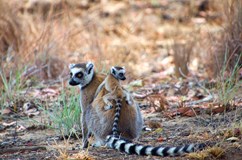 Madagaskar s vůní vanilky a potu