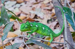 Madagaskar s vůní vanilky a potu