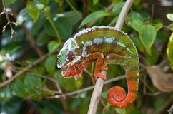 Madagaskar s vůní vanilky a potu