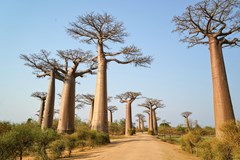 Madagaskar s vůní vanilky a potu