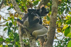 Madagaskar s vůní vanilky a potu