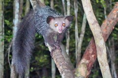 Madagaskar s vůní vanilky a potu