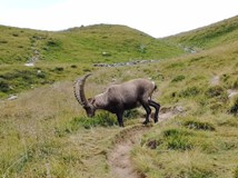 Tour de Mont Blanc na divoko