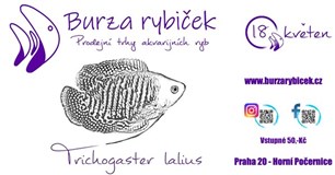 Burza rybiček - Praha Horní Počernice - Červen 2024