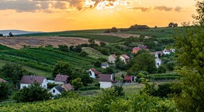 Otevřené vinné sklepy v Čejči