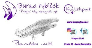 Burza rybiček - Praha (Horní Počernice) - Prosinec2024