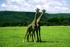 Národní parky Keni a Tanzanie, tropický ostrov Zanzibar