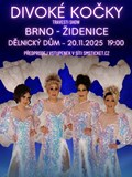 Travesti Divoké kočky v Brně