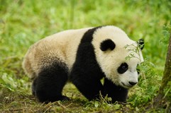 Panda a já - KINO ZA VYSVĚDČENÍ