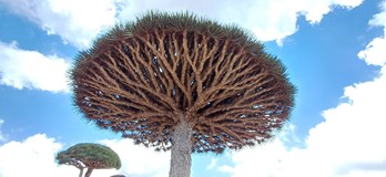 Socotra - ostrov na který sa nezabúda