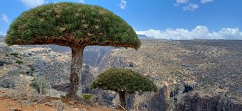 Socotra - ostrov na který sa nezabúda
