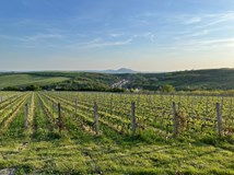 ART WINE HALL FESTIVAL