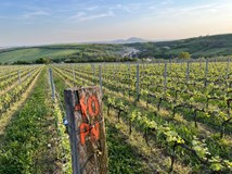 ART WINE WEEKEND