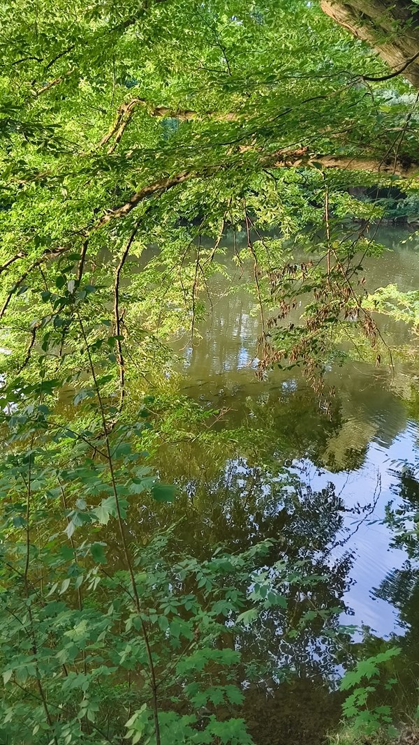 Nábřeží řeky Svratky