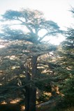 Libanon