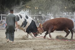 Dánsko a Faerské ostrovy – dvě tváře severu