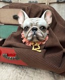 Jedinečný kurz: BROŽ - francouzský buldoček/mops