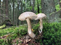 HOUBAŘSKÝ KURZ s Danielou