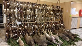 Okresní myslivecký ples Praha východ