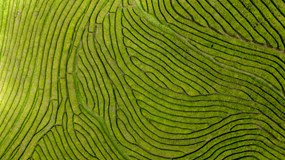 Kanáry, Madeira a Azory - Tomáš Štěpán