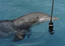 Psychedelic Cinema: John Lilly and the ECCO, Praha