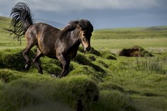 Jiří Kolbaba: Sedm divů Islandu