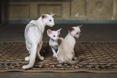 Mladí chovatelé zvířat, pobočný spolek Kočky Praha